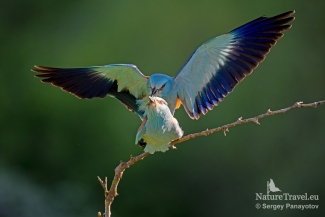 European roller photography / ©Sergey Panayotov, European Roller hide